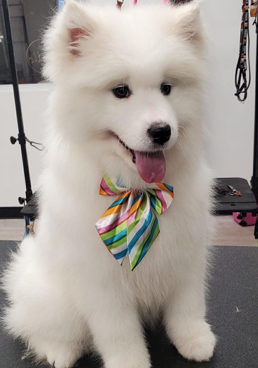 Samoyed puppy with a rainbow bow after a puppy groom, groomed at Kayenna Spa in SW Calgary