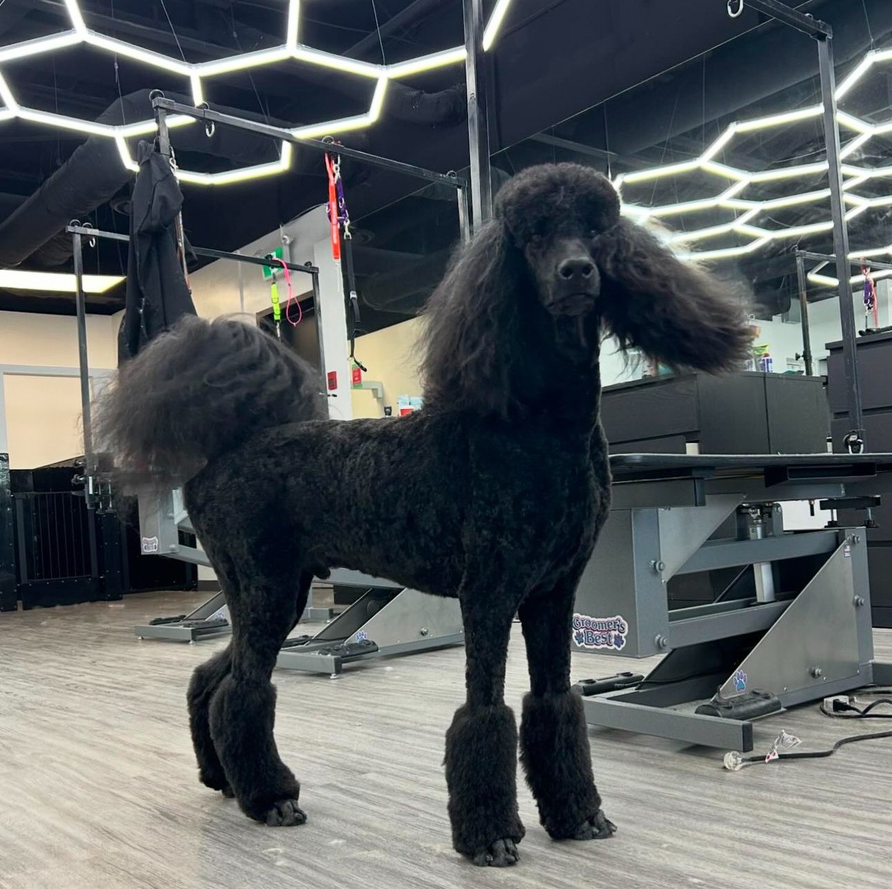 Black Standard Poodle in a continental-style show trim, groomed at Kayenna Spa in SW Calgary