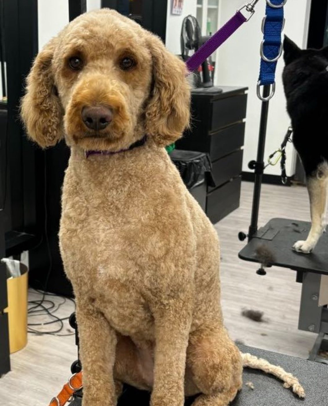 Goldendoodle with a short, even body clip and rounded ears, groomed at Kayenna Spa in SW Calgary