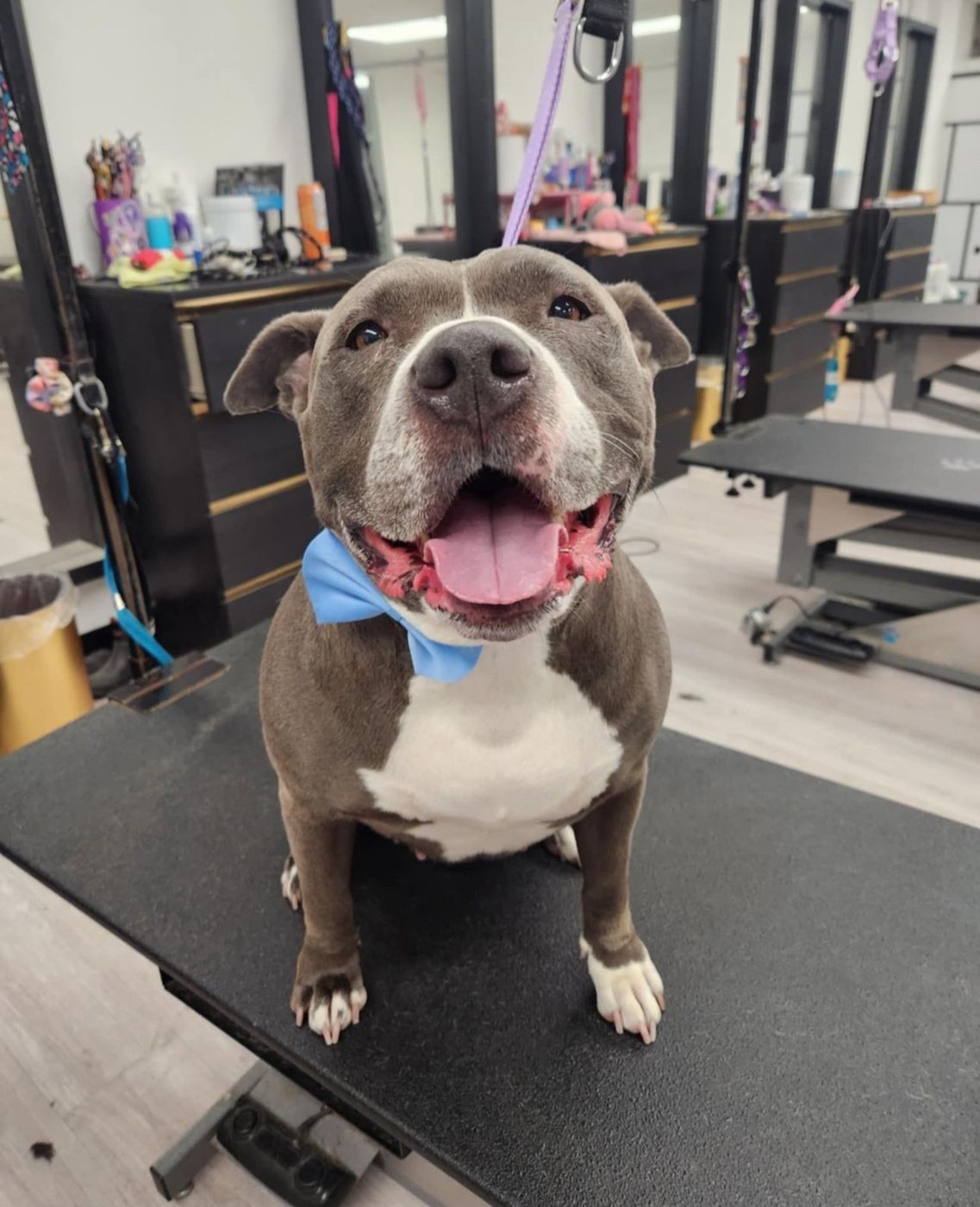 Smiling pit bull in a blue bow tie after a spa bath at Kayenna Spa