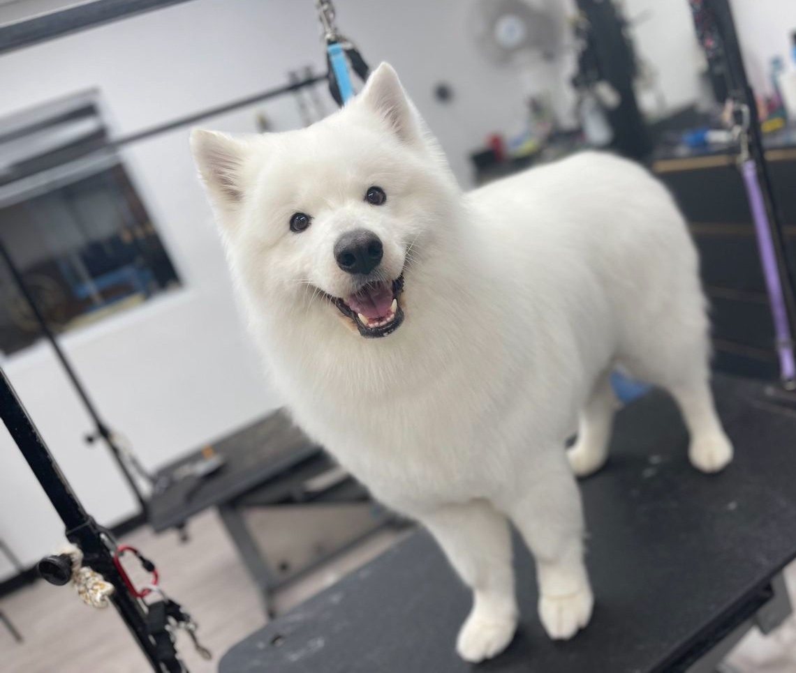 Fluffy white Samoyed after a blow-out at Kayenna Spa